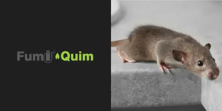 Control de Roedores, Ratones